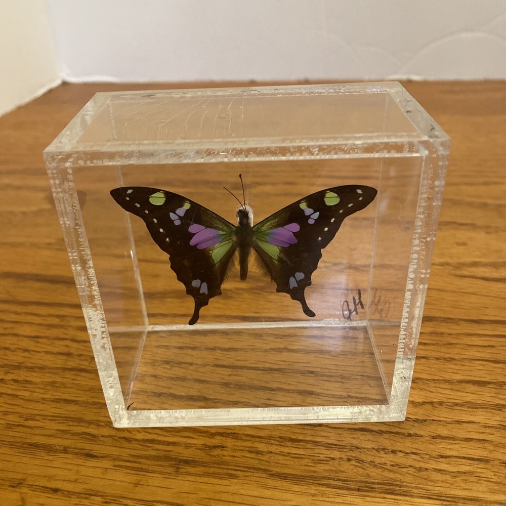 Beautiful Framed Purple Spotted Swallowtail Butterfly - 3.25x3.25 Signed Jeff